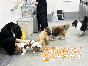 モデル犬たちのためのＷａｎ活♪
